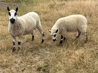 แกะตัวเมีย, Cerry Hill sheep — รูปภาพ 4
