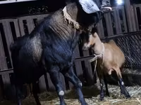 Kozel, Nubian Goat — foto 1