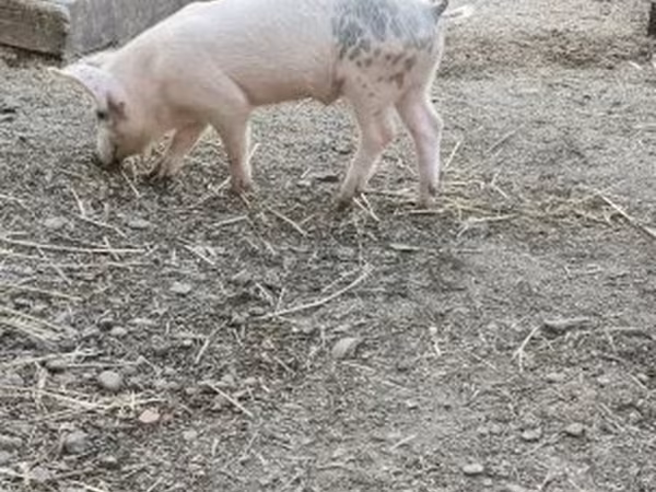 Babi hutan, Дюрок