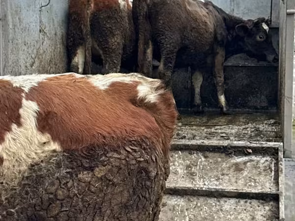 Lo’, Cattle