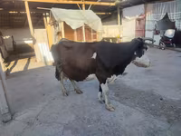 วัวตัวเมีย, Russian Black pied cattle — รูปภาพ 2