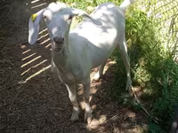 Koza, Nubian Goat — foto 7