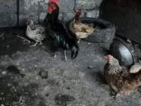 Chickens — รูปภาพ 1