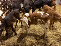 Lo’, Simmental cattle — sawirka 1