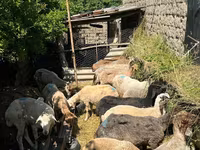 گوسفند (گروه، جنسیت مشخص نشده), گوسفند — عکس 1