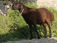 Қӯчқор, Hissar sheep — акс 2
