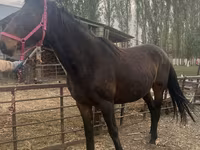 Klisna, Percheron — foto 5