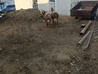 Widder, Arashan sheep — Foto 6