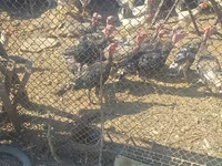 Turkeys — photo 3