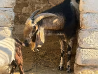 Billy Goat, Nubian Goat — photo 3