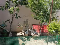 Geese — Foto 1