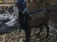 بز ماده, Nubian Goat — عکس 1