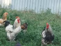 Brahma — foto 4
