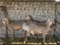 Kambing jantan, Sheep — foto 1