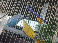 Qefesle birlikde 40m tek Qus 30m — عکس 3