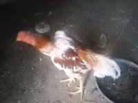 Chickens — fotografija 6