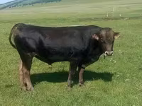Toro, Bovini — foto 4