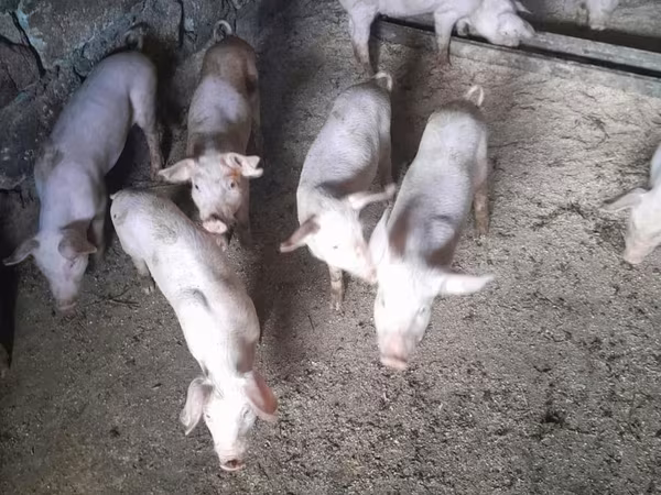 Sow, Pigs