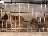 Quails — Foto 6