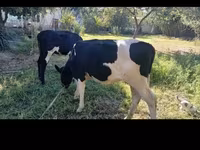 ላም, Holstein breed — ፎቶ 2