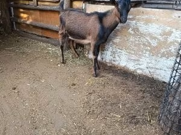 بز نر, Alpine goat