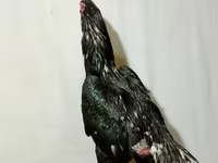 Chickens — foto 3