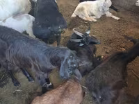 Kambing betina, Goats — foto 4