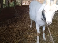 Kambing betina, Saanen goat — foto 4