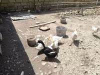 Ducks — புகைப்படம் 1