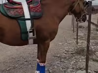 Hengst, Tatar horse — Foto 2