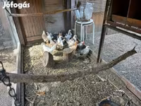 Hollanda Cüce — foto 5