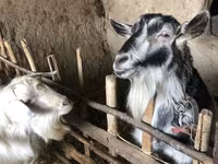 بز ماده, بز — عکس 8