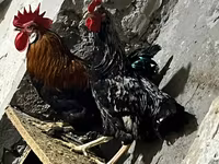 Chickens — รูปภาพ 3