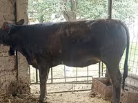 گاو ماده, Swiss cattle — عکس 7