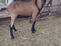 Kambing jantan, Alpine goat — foto 1