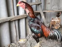 Chickens — foto 1