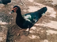 Ducks — foto 4