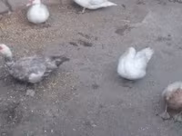 Ducks — foto 6