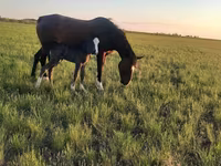 Кобила, Kazakh horse — снимка 2