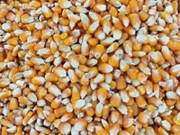 Кукуруза 🌽 курук таза. буудай таза курук адрес кара балта толка — عکس 2