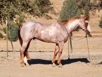 公马, National Show Horse — 照片 8