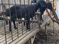ஆண் ஆடு, ஆடுகள் — புகைப்படம் 6