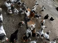 Chickens — foto 7