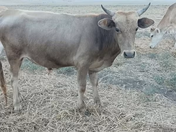 گاو نر, زبان زبوی آذربایجانی