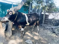 Toro, Russian Black pied cattle — foto 4
