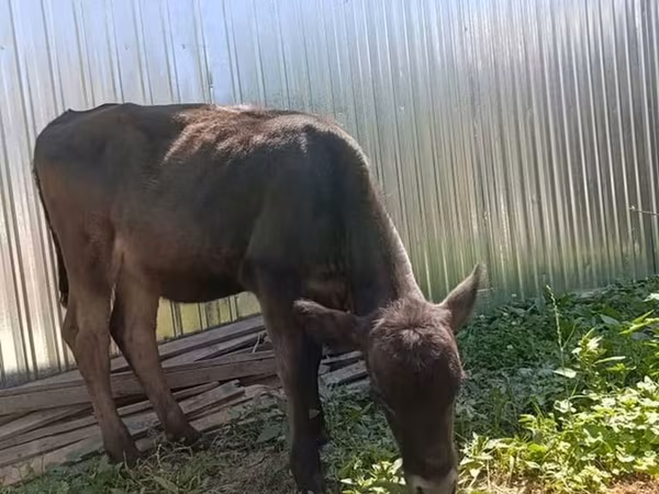 Vache, Brune lettone