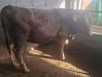 सांड, Swiss cattle — फ़ोटो 1