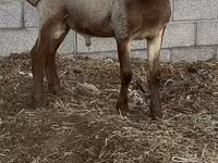 قوچ, Rhon sheep — عکس 3