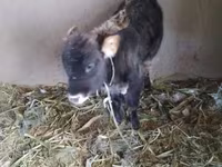 Lembu betina, Cattle — foto 2