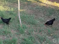 Chickens — عکس 2